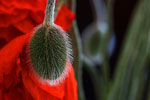 Gabi's Mohn · NID016