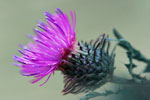 Pink Distel · NID028