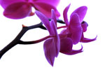 Phalaenopsis · NID054