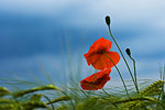 Mohn im Wind · NID108